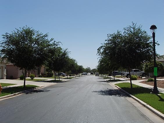 TREE LINED STREET NEIGHBORHOOD