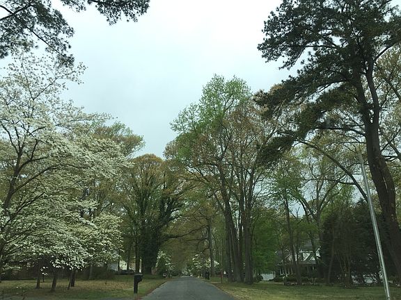 Spectacular tree lined street.
