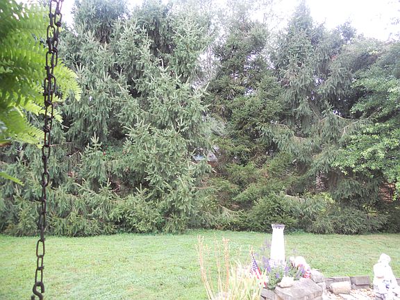 Backyard pine privacy