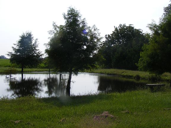 Dam side of pond