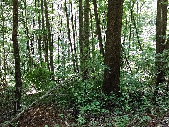 Forest View