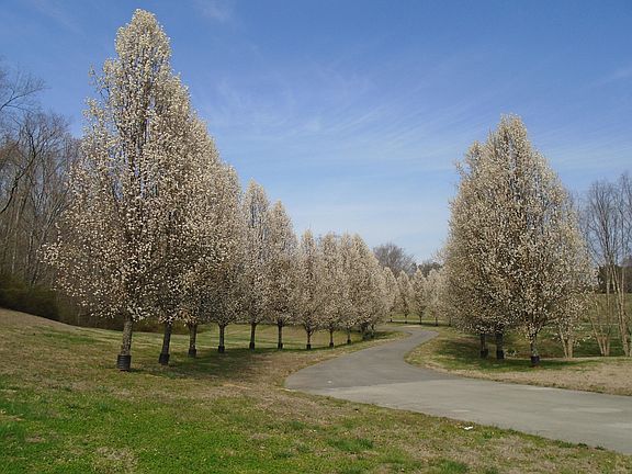 3rd image of LOT 5 Hidden Trace Way