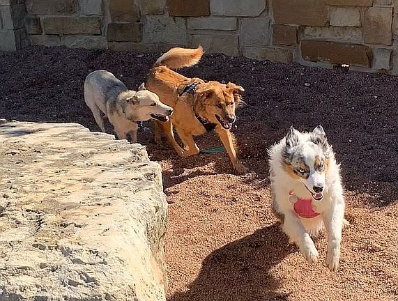 Dog park fun!
