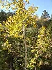 4th image of 631 Misty Pines Cir