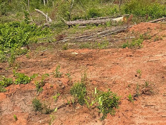 5th image of 0 Live Oak Rd