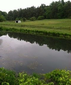 pond