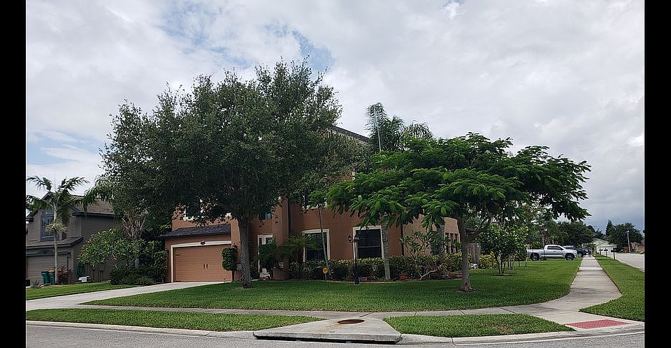 Oak/ Royal Poinciana Tree