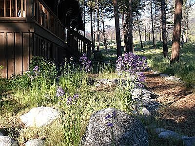wildflowers near our house