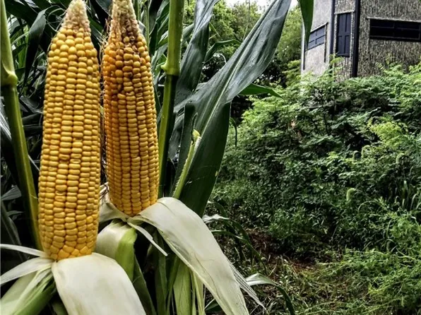 521 Rutledge St, Melcher Dallas, IA 50062