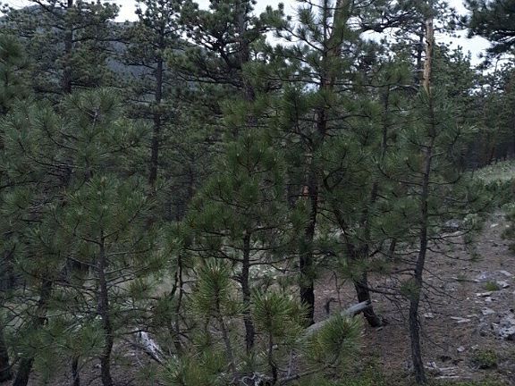 5th image of Nhn Off Woods Creek Rd