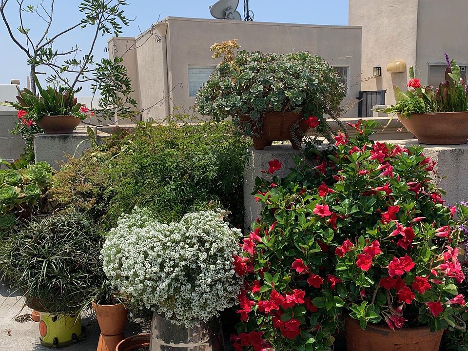 Common area rooftop garden