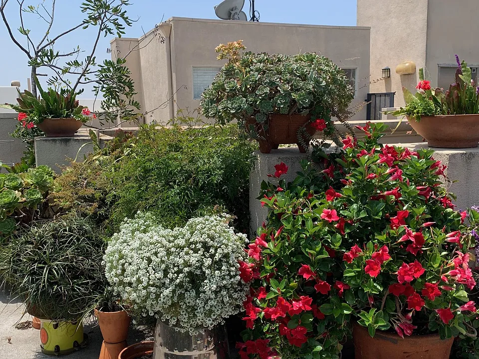 Common area rooftop garden