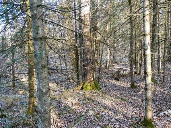 +/-79.03 Acres CENTER AVENUE, Medford, WI 54451