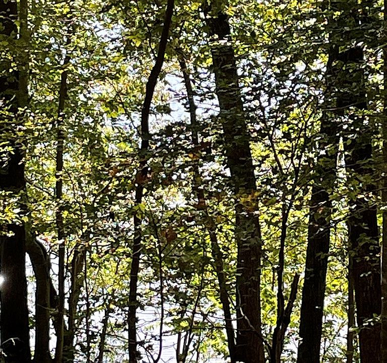 1135 Peninsula Ln, Bullock, NC 27507 Zillow