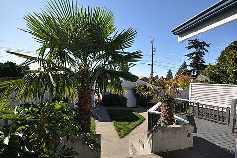 Back yard