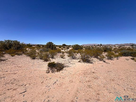 5th image of Pinto Trl
