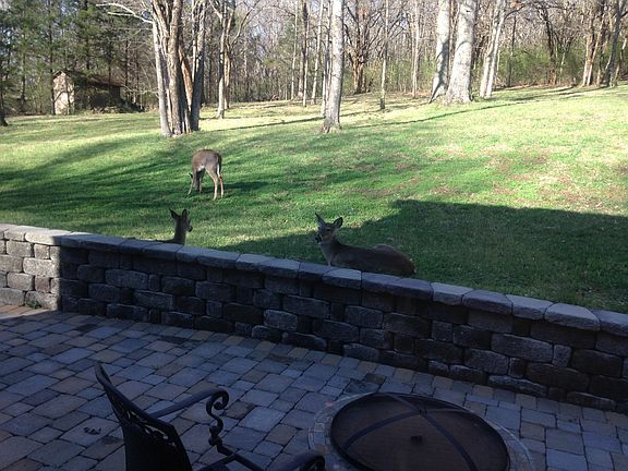 Dear come up to patio