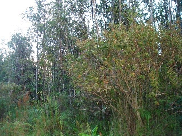 2nd image of Ohialani Rd Lot 41