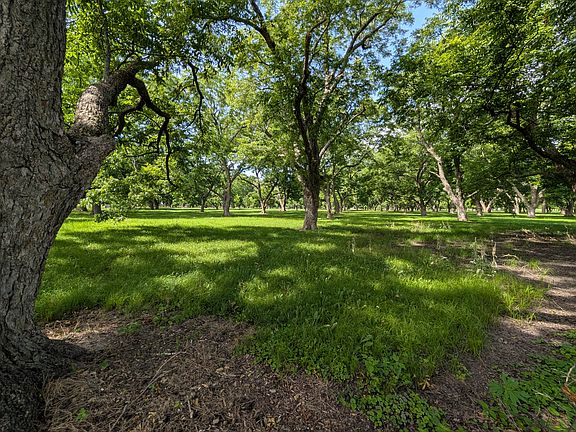 Peaceful Pecan Grove