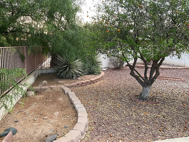 Back yard with mandarin orange tree
