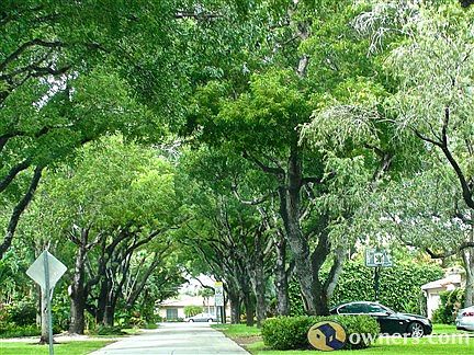 Mature Oak Trees