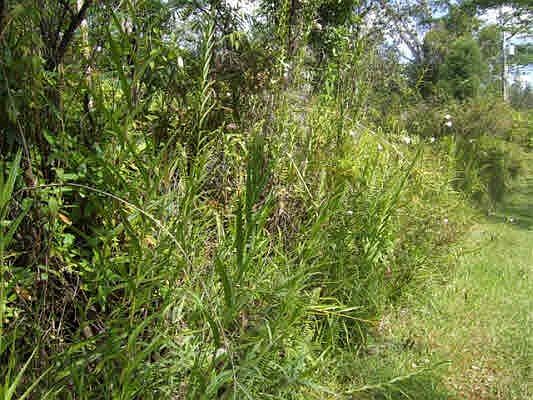 4th image of Road 10 Poouli Lot 5763