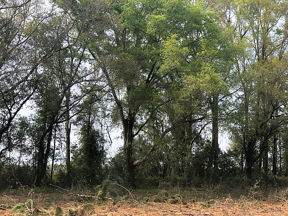 5th image of Juniper Rd
