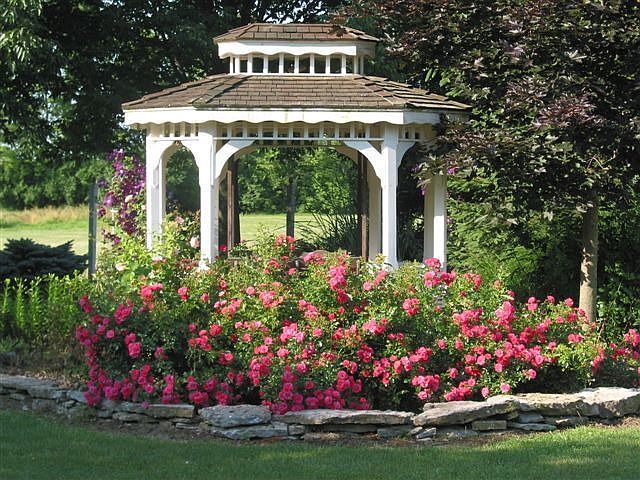 Carpet roses in front of gazebo in back yard