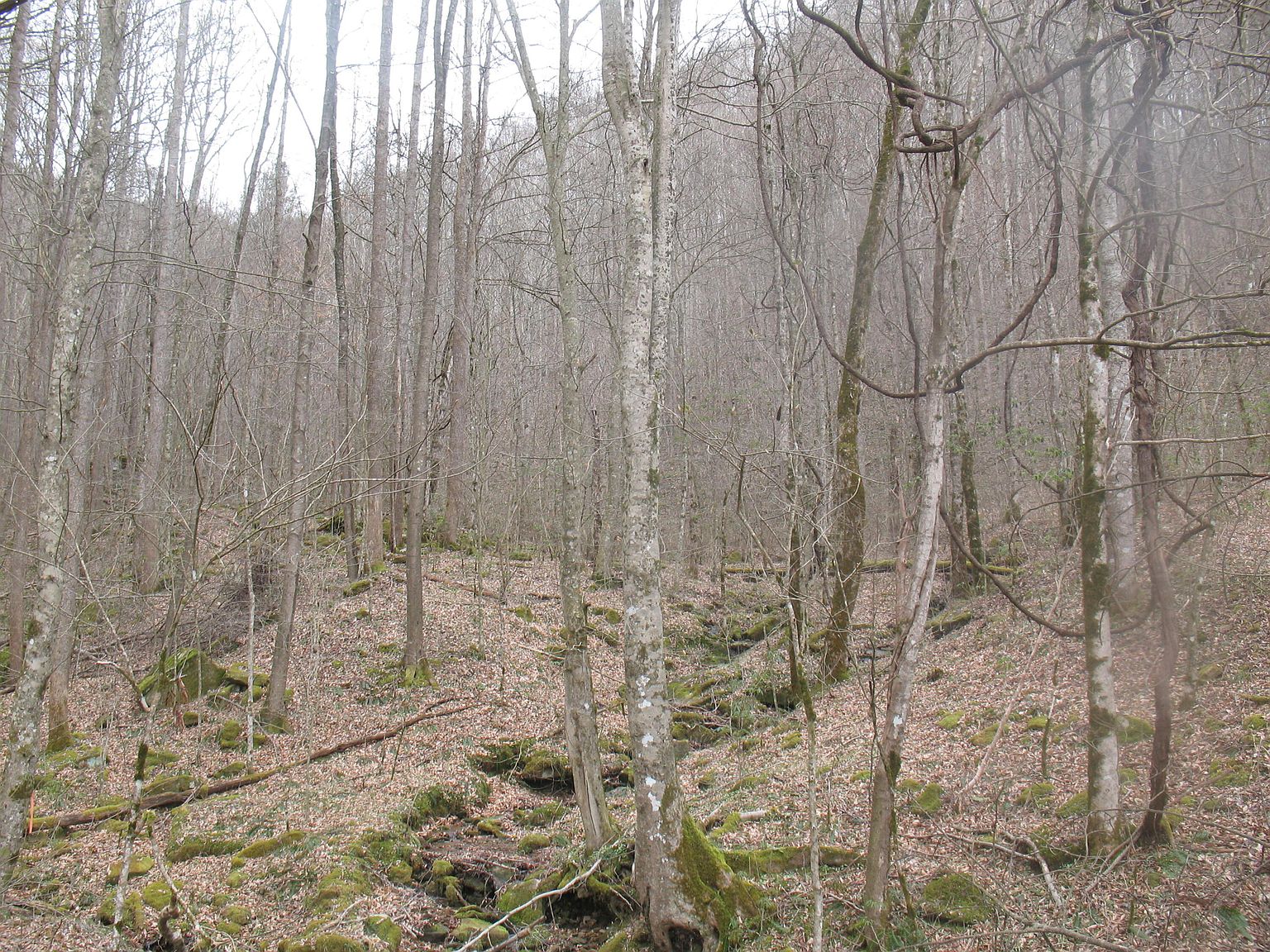 9999 Daniel Branch Rd, Stinnett, KY 40868 | Zillow