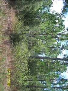 1st image of 0 Citrus Dr