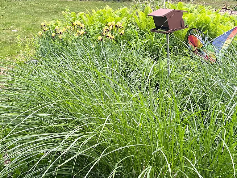 Backyard gardens and hammock
