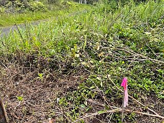 4th image of 16-1235 39th Ave Lot 62