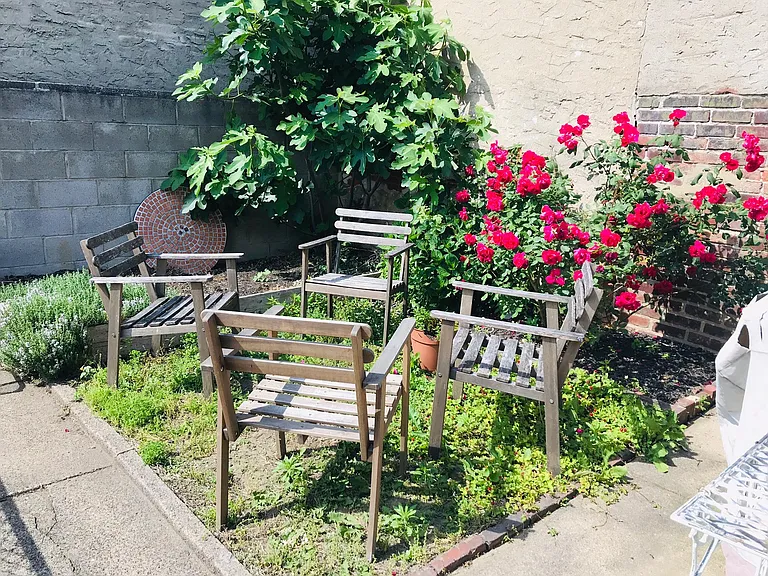 Backyard with rosebush