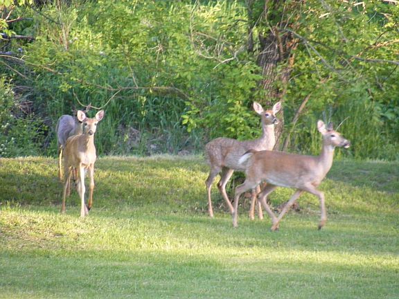 Visitors down by the creek