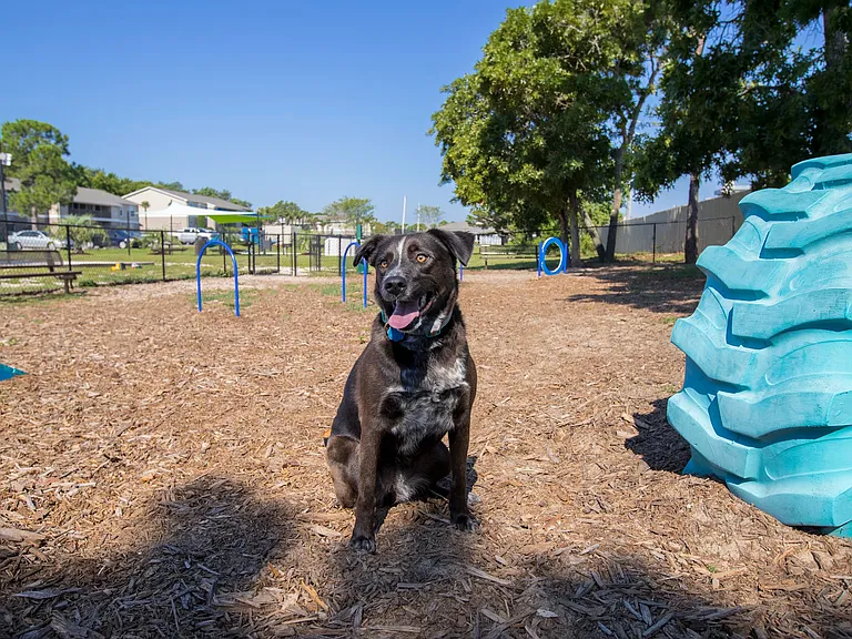 Discover pet-friendly living in Gulf Breeze, offering an on-site dog park designed for your furry friends' daily enjoyment.