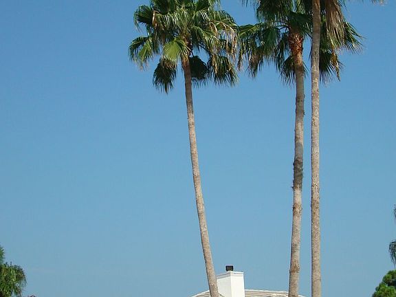 Property has 16 mature palms, these 3 reach over 50 feet