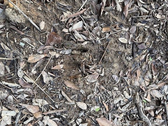 3rd image of Bengal Rd