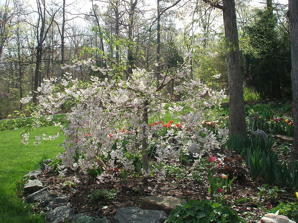 Front Island- double weeping cherry in bloom