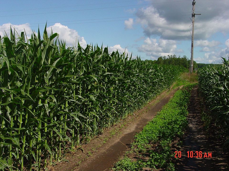 Corn crop 1