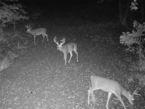 3rd image of 13601 Rickey Rd