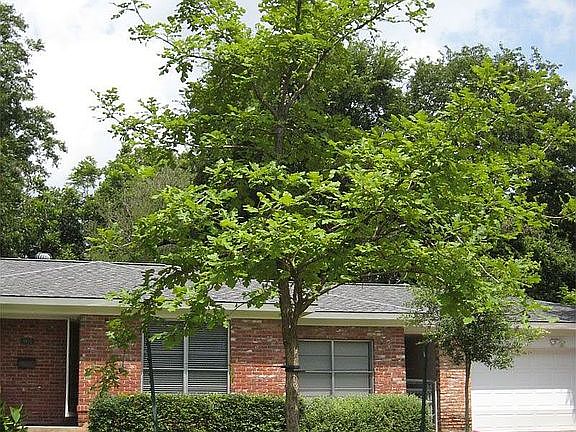 New Tree