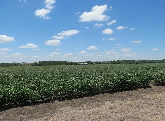 Cotton Field to the Left of the road