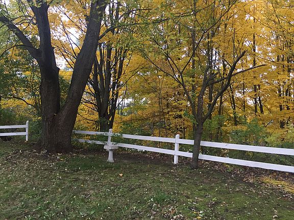 Wooded backyard