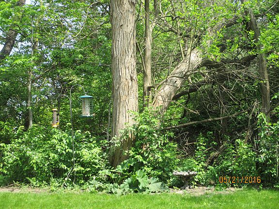 Backyard View