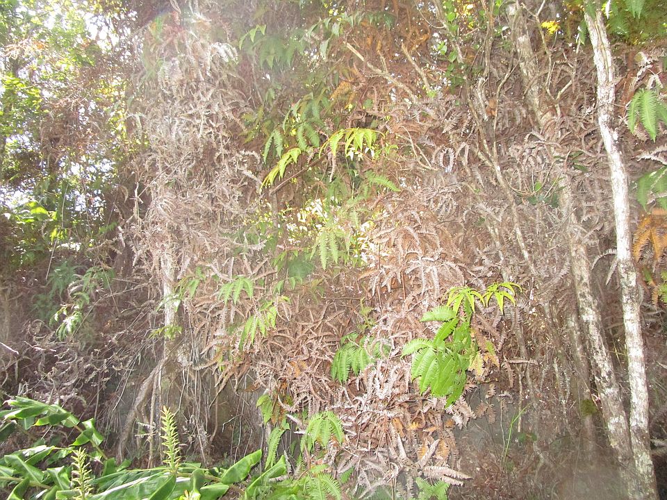 2nd image of Nahelenani St Lot 53-B-369