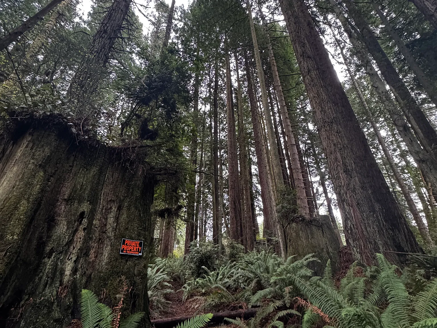 Fickle Hill Rd, Arcata — Photo 3