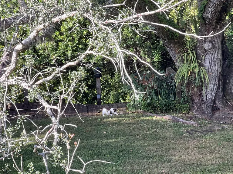 Backyard