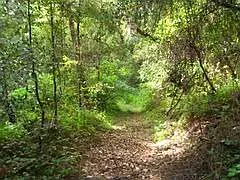 Lower Trail