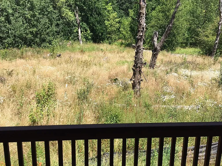 Back yard view from deck