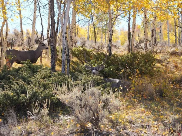TBD County Road 25, Powderhorn, CO 81243
